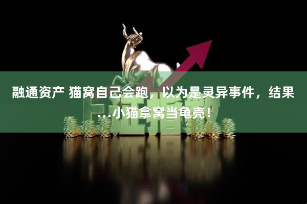 融通资产 猫窝自己会跑，以为是灵异事件，结果…小猫拿窝当龟壳！